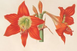 Hippeastrum by Charles Antoine Lemaire Oil Painting