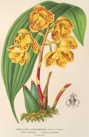 Houlletia chrysantha Oil painting by Charles Antoine Lemaire