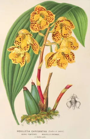Houlletia chrysantha by Charles Antoine Lemaire Oil Painting