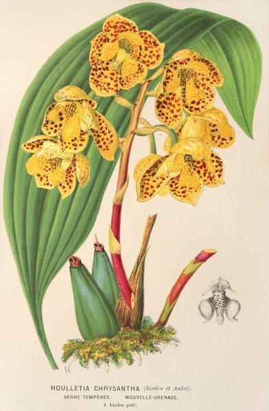 Houlletia chrysantha  by Charles Antoine Lemaire - Hand-Painted Oil Painting Reproduction
