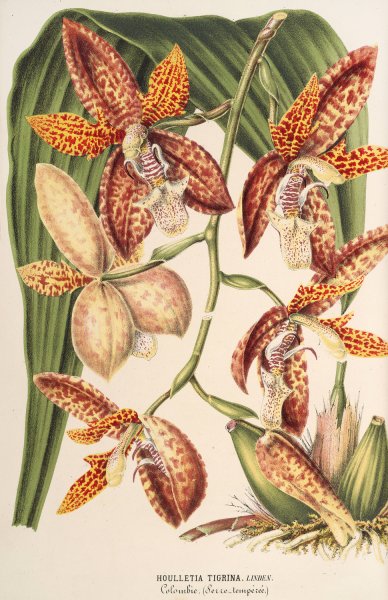 Houlletia trigrina  by Charles Antoine Lemaire - Hand-Painted Oil Painting Reproduction