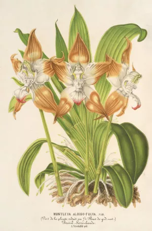 Huntleya albido-fulva by Charles Antoine Lemaire Oil Painting