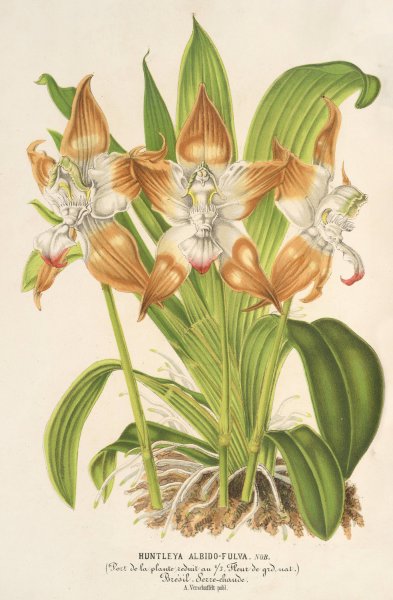 Huntleya albido-fulva  by Charles Antoine Lemaire - Hand-Painted Oil Painting Reproduction