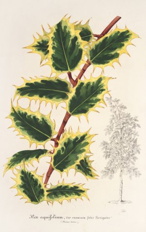 Ilex aquifolium Oil painting by Charles Antoine Lemaire