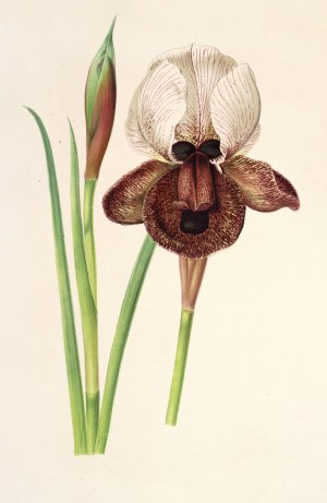 Iris iberica by Charles Antoine Lemaire Oil Painting
