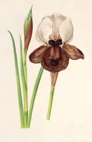Iris iberica by Charles Antoine Lemaire Oil Painting