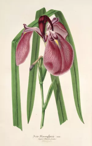 Iris Kaempferi Siebold by Charles Antoine Lemaire Oil Painting