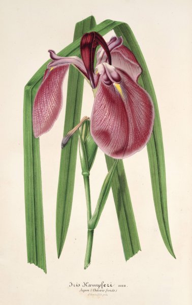 Iris Kaempferi Siebold  by Charles Antoine Lemaire - Hand-Painted Oil Painting Reproduction