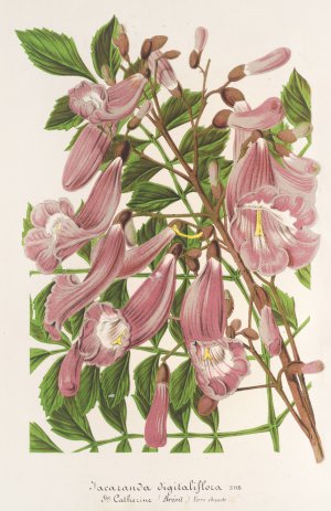 Jacaranda digitaliflora by Charles Antoine Lemaire Oil Painting