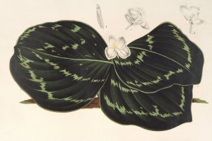 Kaempferia Koscoeana by Charles Antoine Lemaire Oil Painting
