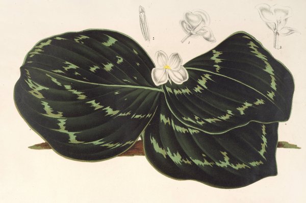 Kaempferia Koscoeana  by Charles Antoine Lemaire - Hand-Painted Oil Painting Reproduction