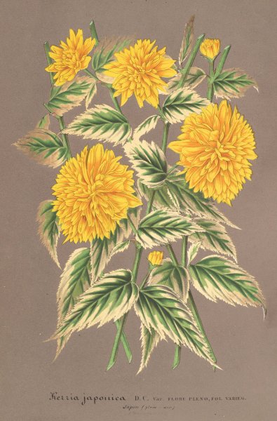 Kerria japonica, var. fol. argenteo-variegatis  by Charles Antoine Lemaire - Hand-Painted Oil Painting Reproduction