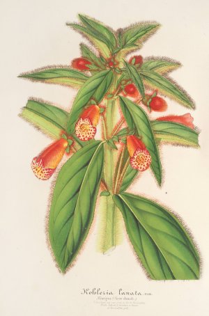 Kohleria lanata Oil painting by Charles Antoine Lemaire