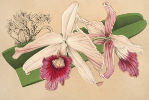 Laelia purpurata, var. Nelisii by Charles Antoine Lemaire Oil Painting