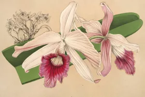 Laelia purpurata, var. Nelisii by Charles Antoine Lemaire Oil Painting