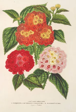 Lantanas by Charles Antoine Lemaire Oil Painting