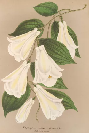 Lapageria rosea R. et.P. var. albiflora by Charles Antoine Lemaire Oil Painting