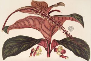 Ledenbergia roseo-aenea Oil painting by Charles Antoine Lemaire