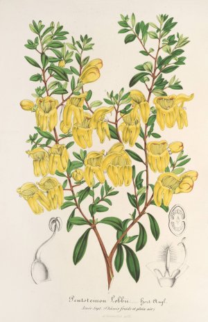 Lepidostemon penstemonoides by Charles Antoine Lemaire Oil Painting