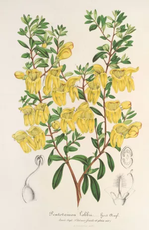 Lepidostemon penstemonoides by Charles Antoine Lemaire Oil Painting