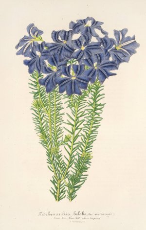 Leschenaultia biloba by Charles Antoine Lemaire Oil Painting