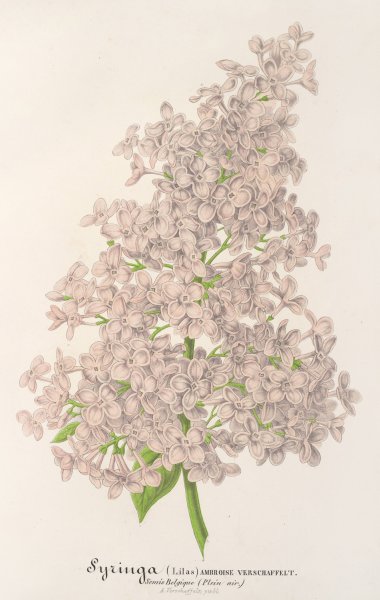 Main Product Photo of Lilas Ambroise Verschaffett  Painting by Charles Antoine Lemaire