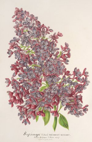 Lilas President Massart by Charles Antoine Lemaire Oil Painting