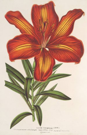 Lilium formosum by Charles Antoine Lemaire Oil Painting