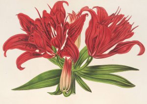 Lilium fulgens Ch. Morr. var. staminosum Oil painting by Charles Antoine Lemaire