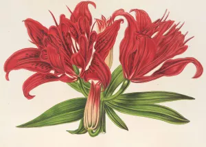 Lilium fulgens Ch. Morr. var. staminosum Oil painting by Charles Antoine Lemaire