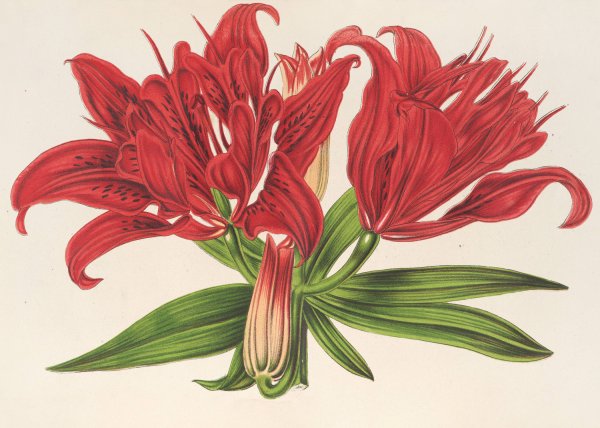 Lilium fulgens Ch. Morr. var. staminosum  by Charles Antoine Lemaire - Hand-Painted Oil Painting Reproduction