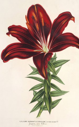 Lilium haematochroum by Charles Antoine Lemaire Oil Painting