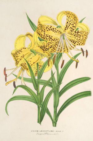 Lilium Leichtlinii Oil painting by Charles Antoine Lemaire