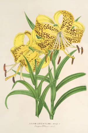 Lilium Leichtlinii Oil painting by Charles Antoine Lemaire