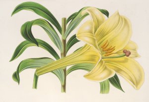 Lilium Neilgerricum by Charles Antoine Lemaire Oil Painting