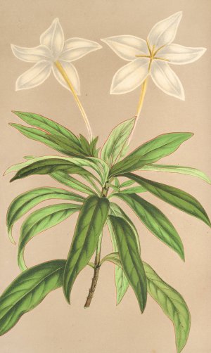 Lindenia rivalis by Charles Antoine Lemaire Oil Painting