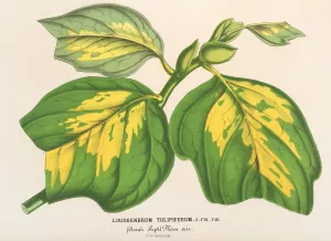 Liriodendrum tulipiferum by Charles Antoine Lemaire Oil Painting