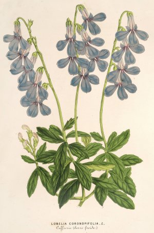 Lobelia coronopifolia by Charles Antoine Lemaire Oil Painting