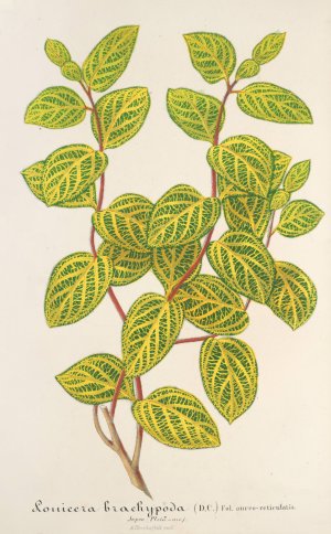 Lonicera brachypoda, var. fol. aureo-variegatis by Charles Antoine Lemaire Oil Painting