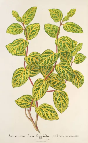 Lonicera brachypoda, var. fol. aureo-variegatis by Charles Antoine Lemaire Oil Painting