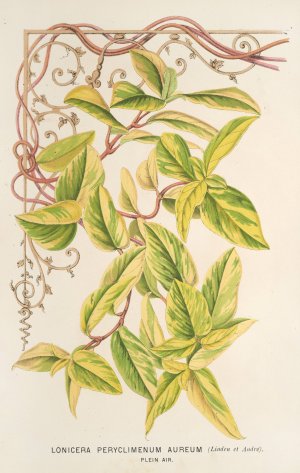 Lonicera peryclimenum aureum by Charles Antoine Lemaire Oil Painting
