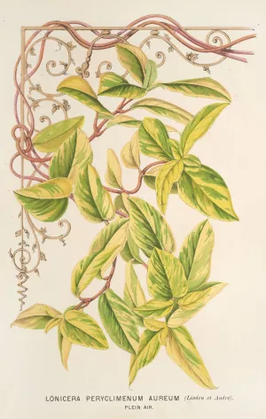 Lonicera peryclimenum aureum by Charles Antoine Lemaire Oil Painting