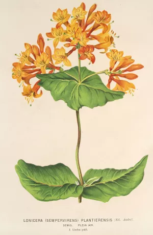 Lonicera by Charles Antoine Lemaire Oil Painting