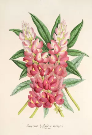 Lupinus insignis by Charles Antoine Lemaire Oil Painting
