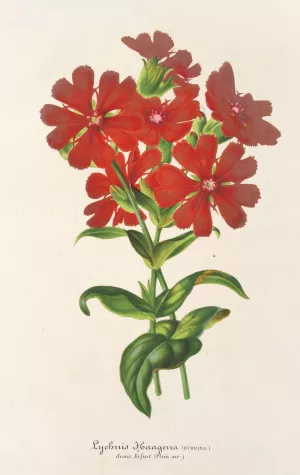 Lychnis Haagena by Charles Antoine Lemaire Oil Painting