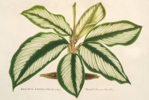 Maranta Baraquinii Oil painting by Charles Antoine Lemaire