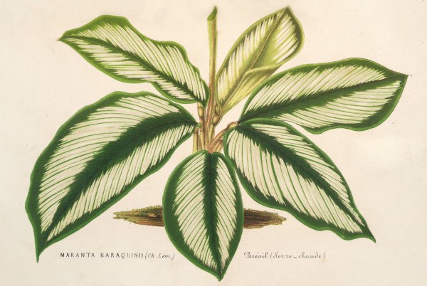 Maranta Baraquinii  by Charles Antoine Lemaire - Hand-Painted Oil Painting Reproduction