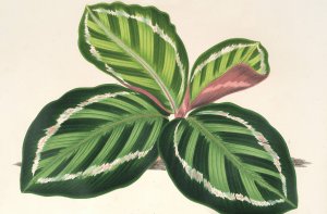 Maranta illustris Oil painting by Charles Antoine Lemaire