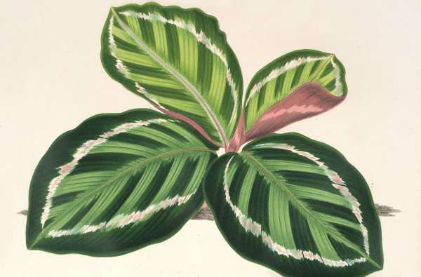Maranta illustris  by Charles Antoine Lemaire - Hand-Painted Oil Painting Reproduction