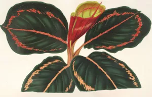 Maranta Roseo-Picta Oil painting by Charles Antoine Lemaire